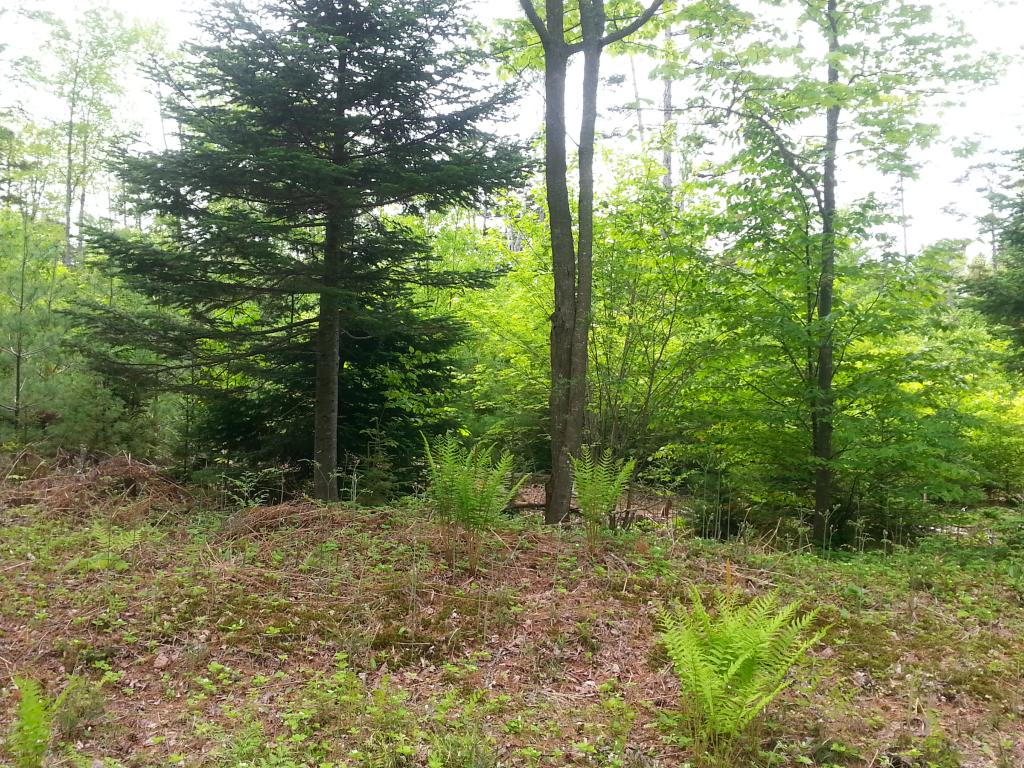 Lots #1-4 Lots Road Campton, NH 03223 - Photo 7 of 14
