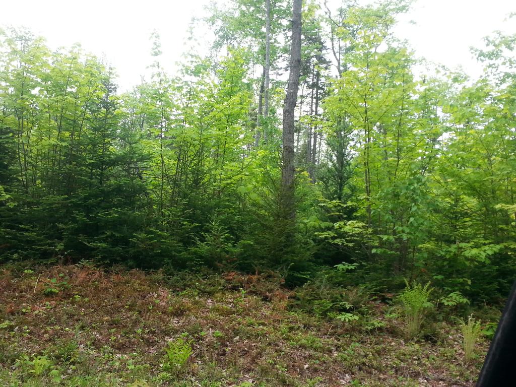 Lots #1-4 Lots Road Campton, NH 03223 - Photo 8 of 14