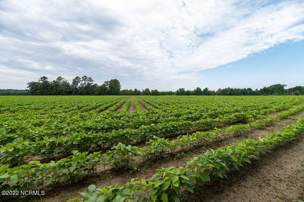 16126 Highway 32 Roper, NC 27970 - Photo 10 of 64 Fields 2