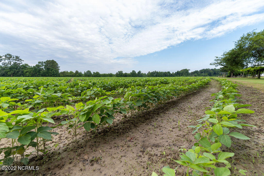 16126 Highway 32 Roper, NC 27970 - Photo 9 of 64 Fields