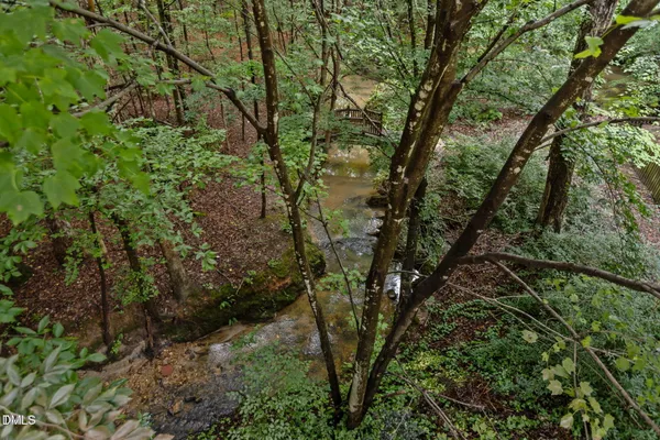 a view of a forest with plants