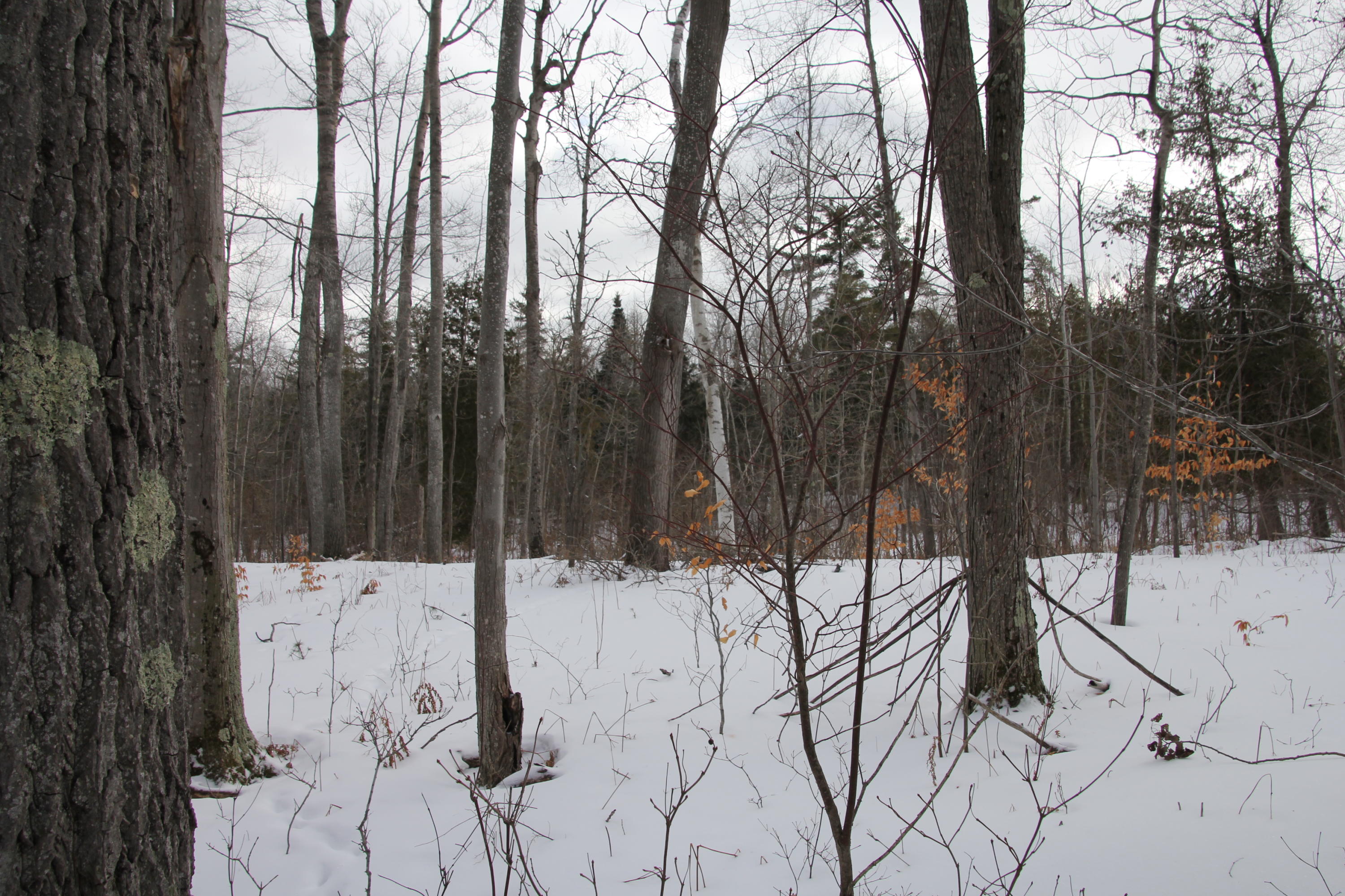 40-acres Tolan Road Spruce, MI 48762 - Photo 58 of 95 Gallery Image 58