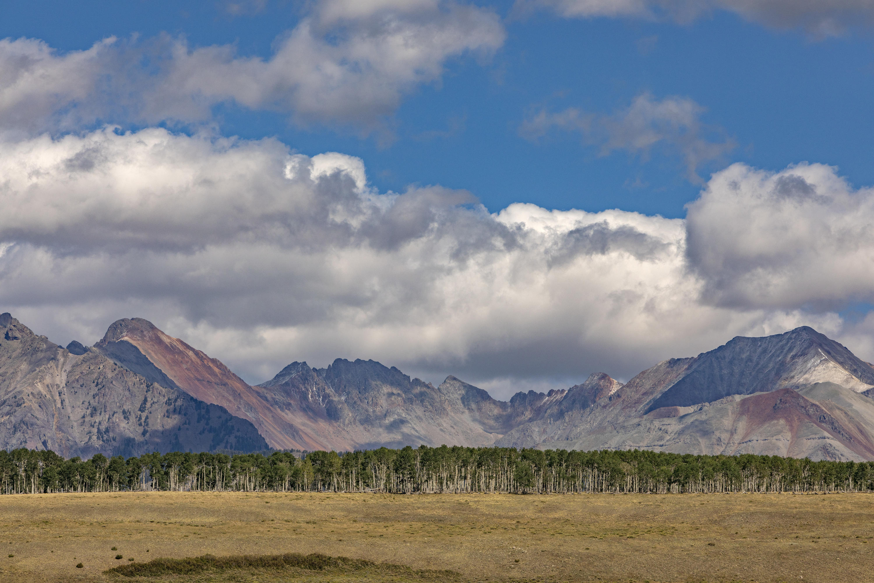 a view of a house with a yard and a large tree