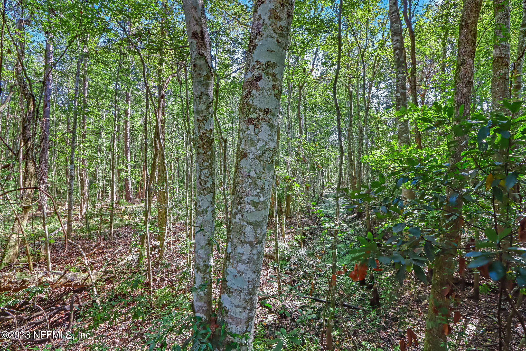 10977 Crystal Springs Road Jacksonville, FL 32221 - Photo 8 of 19 2-web-or-mls-11097 Crystal Springs Road-