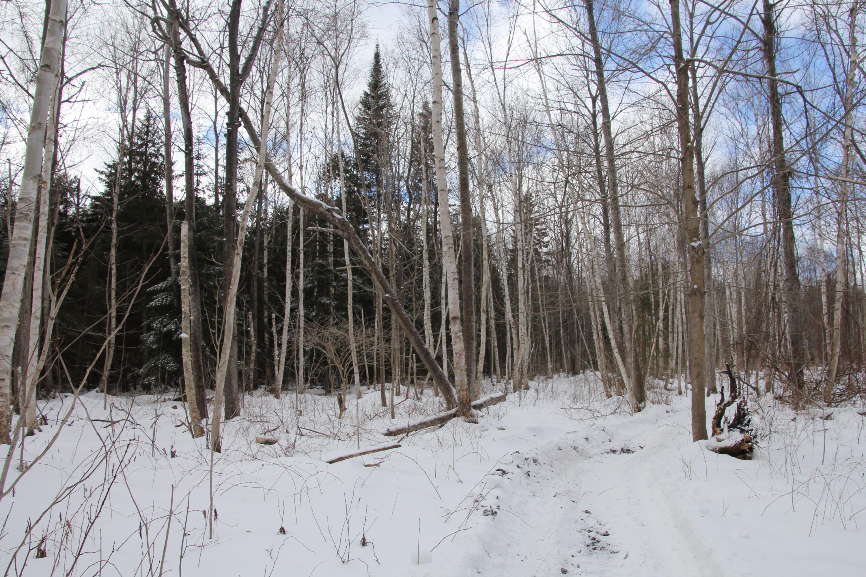 40-acres Tolan Road Spruce, MI 48762 - Photo 80 of 95 Gallery Image 80