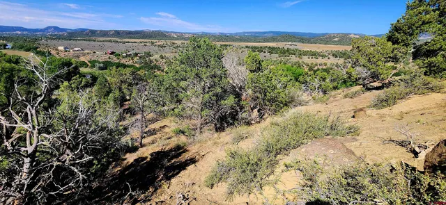 a view of a forest with a forest