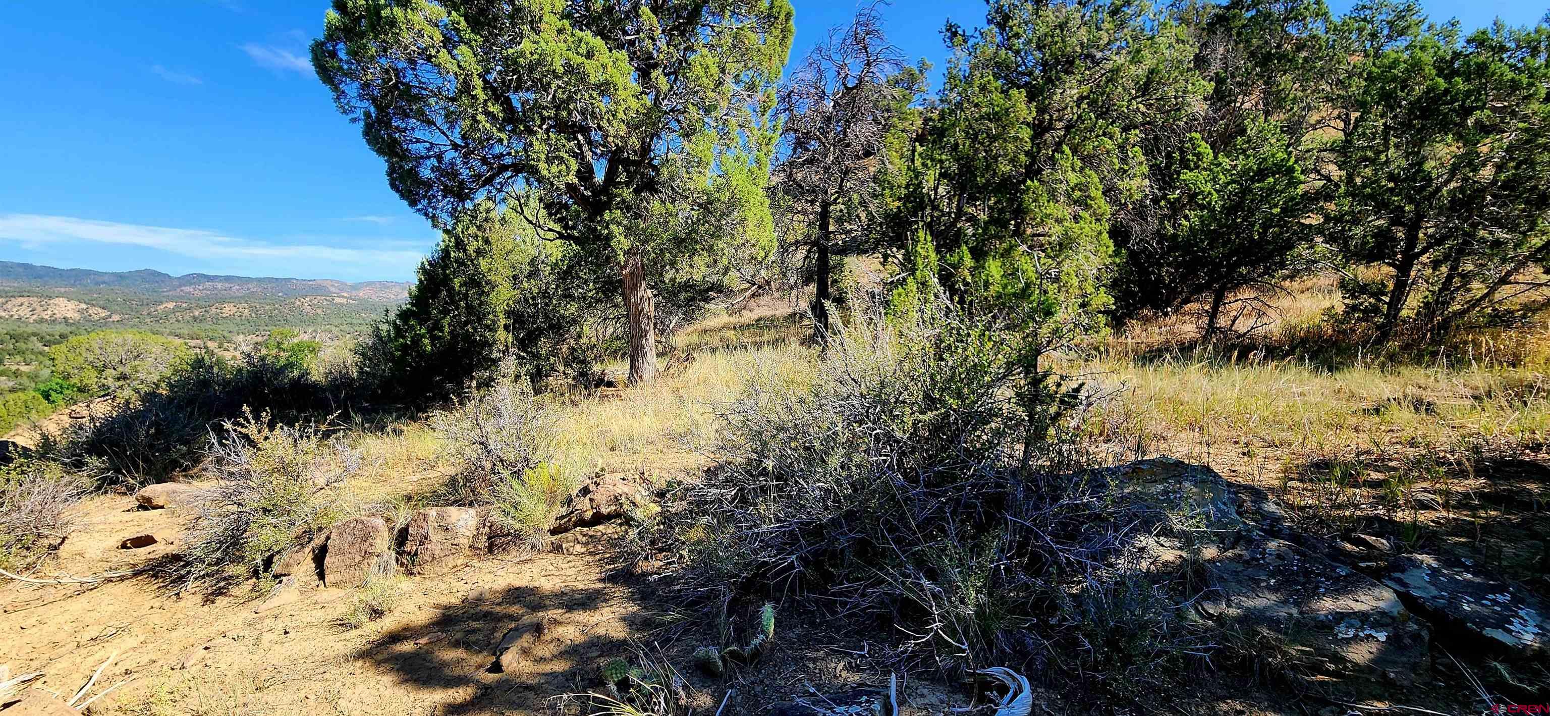 942 Rainbow Road Durango, CO 81303 - Photo 2 of 15 a view of a tree with a yard