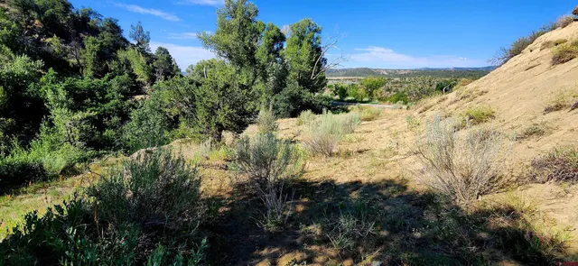a view of a yard covered with trees