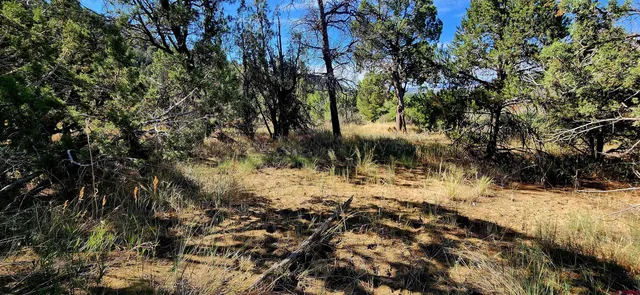 a view of a yard covered in snow