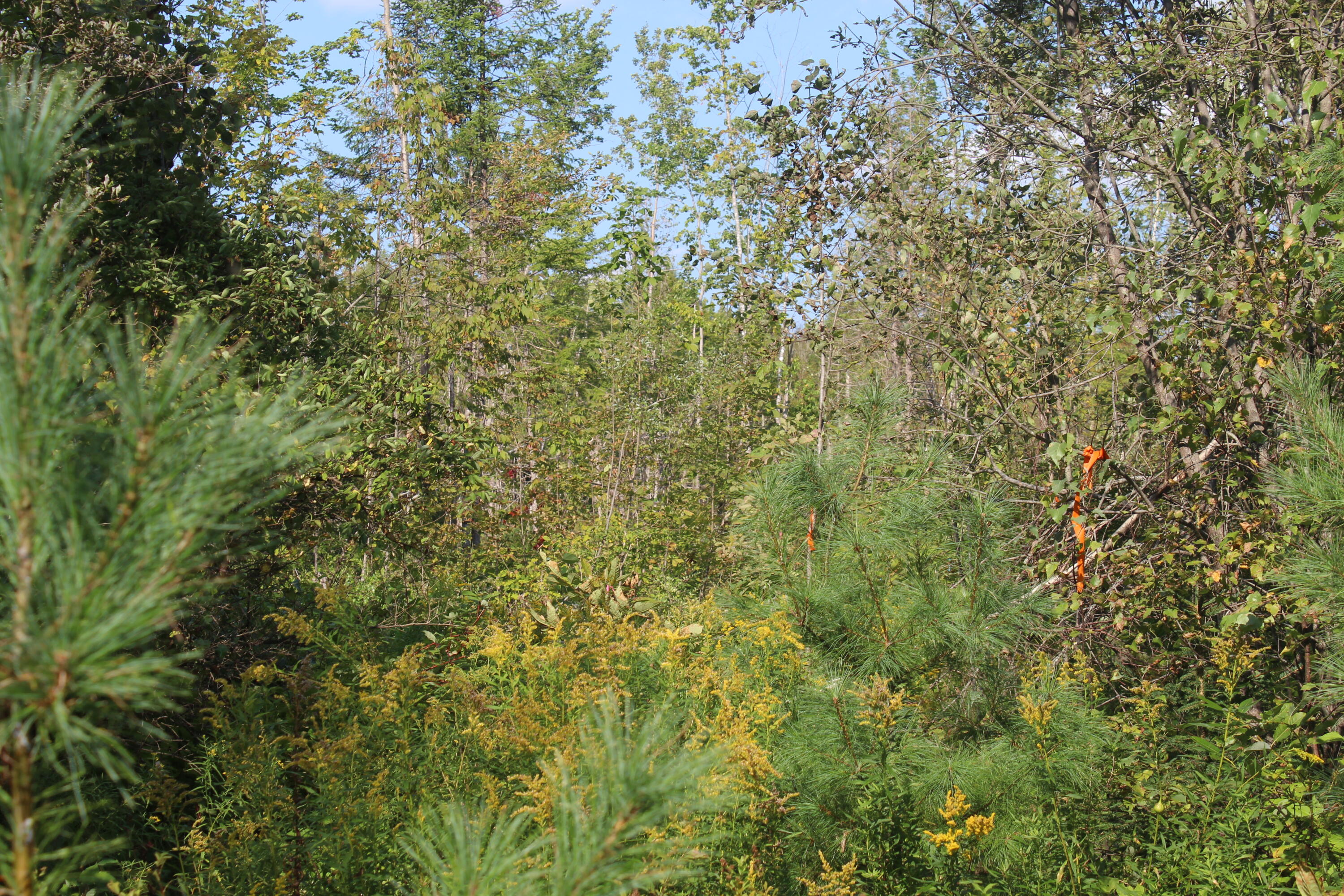 Lot2 Gallison Road Sherman, ME 04776 - Photo 7 of 13 IMG_6600
