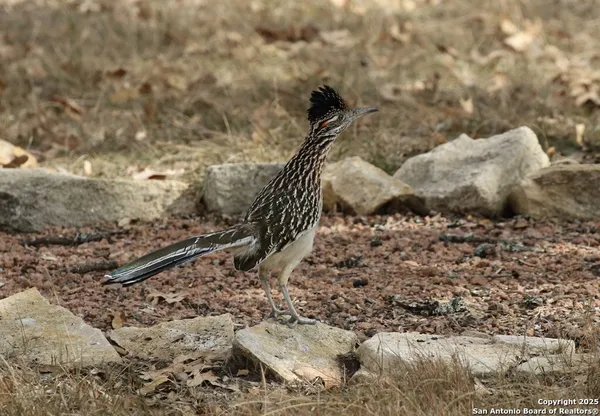 $785,000 | 100 Glen Lakes Court West, Ingram, TX 78025