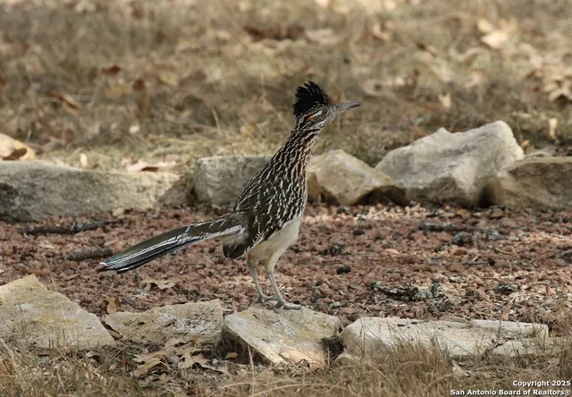 $785,000 | 100 Glen Lakes Court West, Ingram, TX 78025