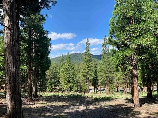 a view of a yard with plants and trees