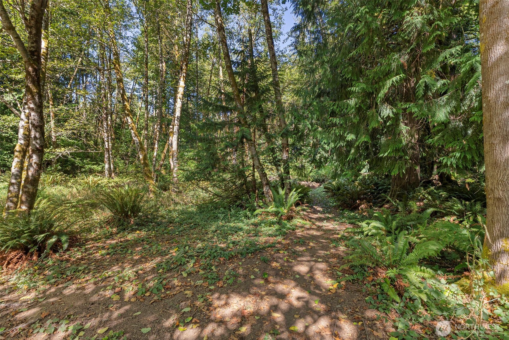 119 River Heights Road Centralia, WA 98531 - Photo 37 of 40 a view of a lush green forest