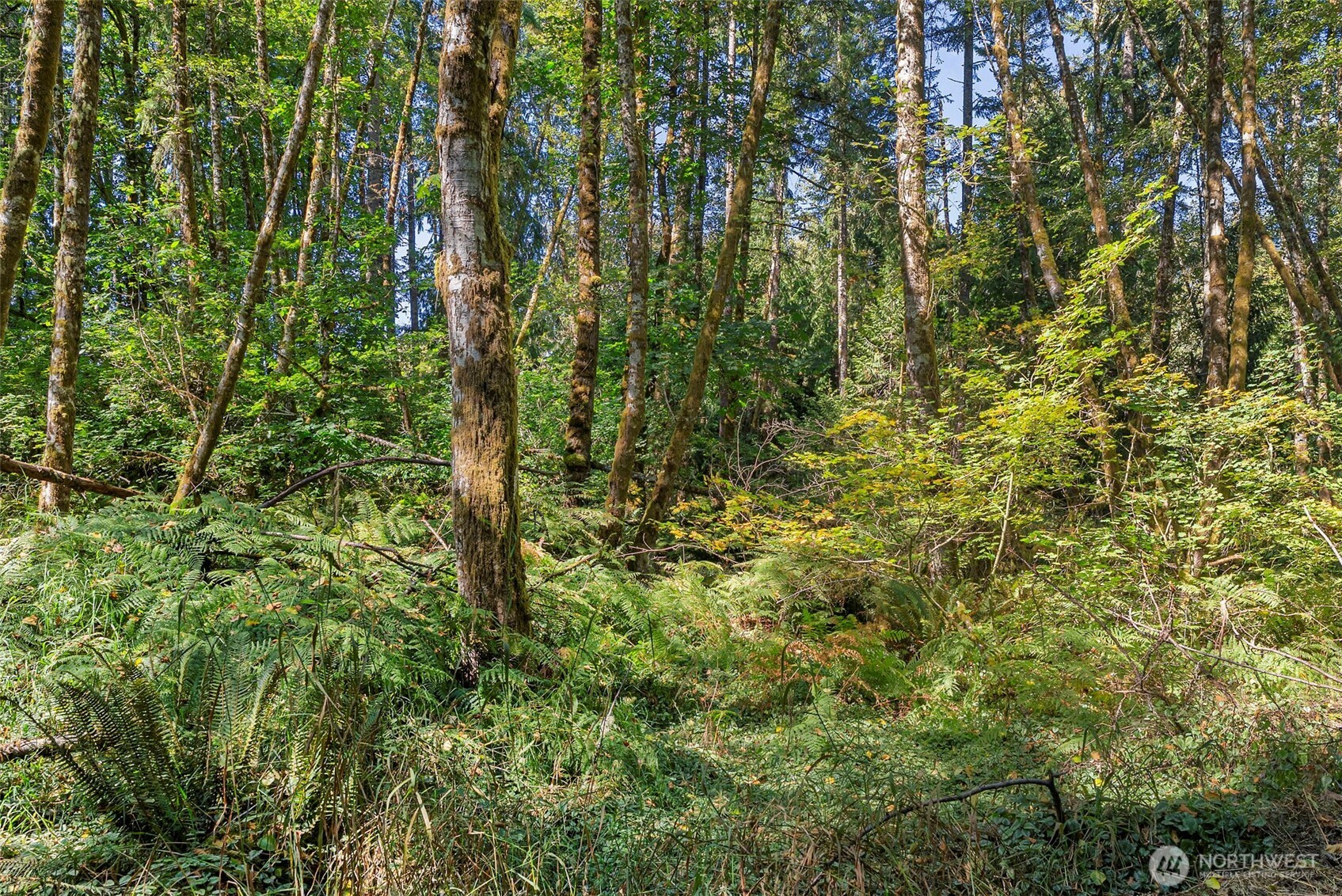 119 River Heights Road Centralia, WA 98531 - Photo 38 of 40 a close up of a plant