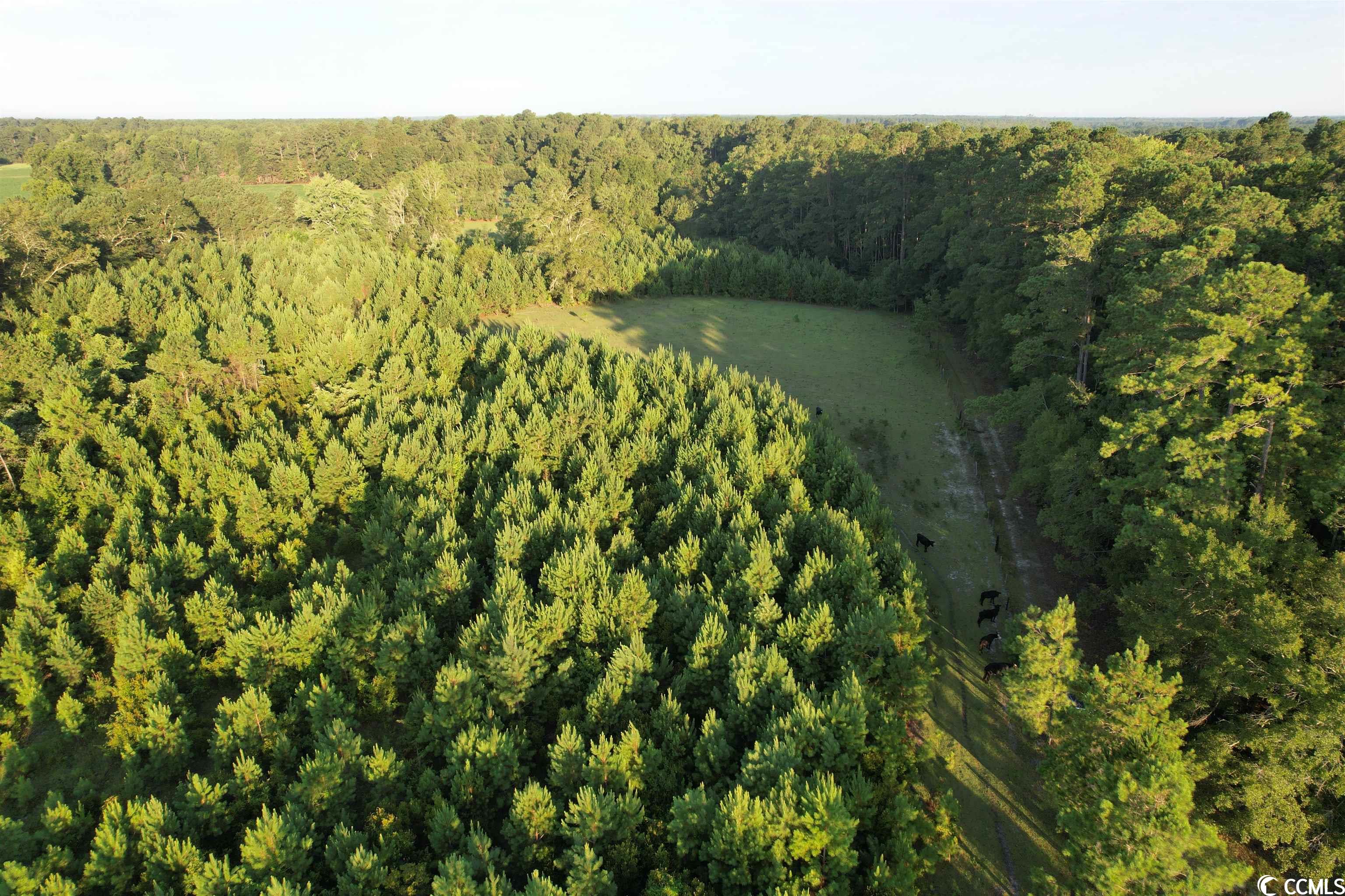Tbt Wildflower Road Hemingway, SC 29554 - Photo 17 of 20