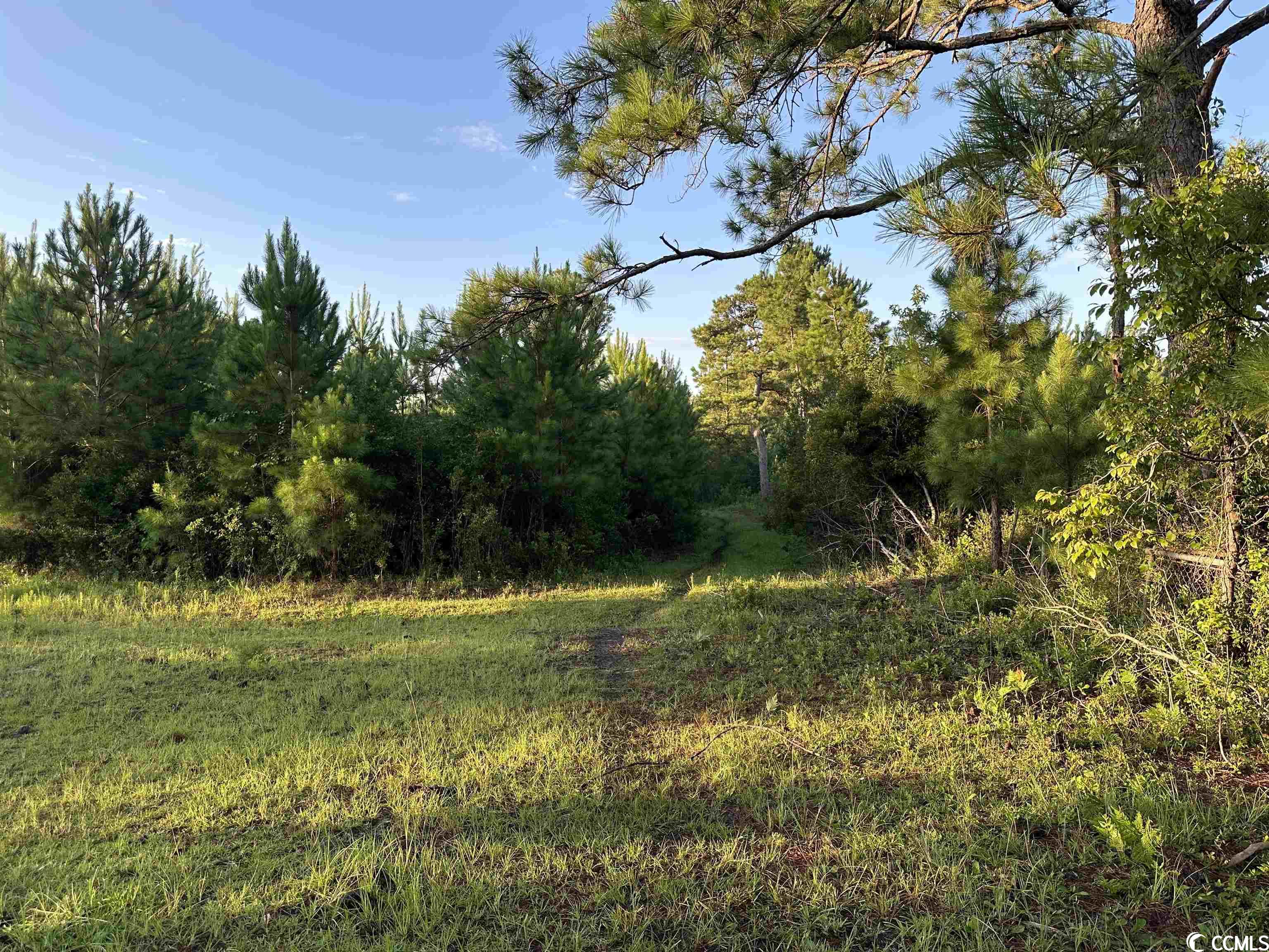 Tbt Wildflower Road Hemingway, SC 29554 - Photo 9 of 20