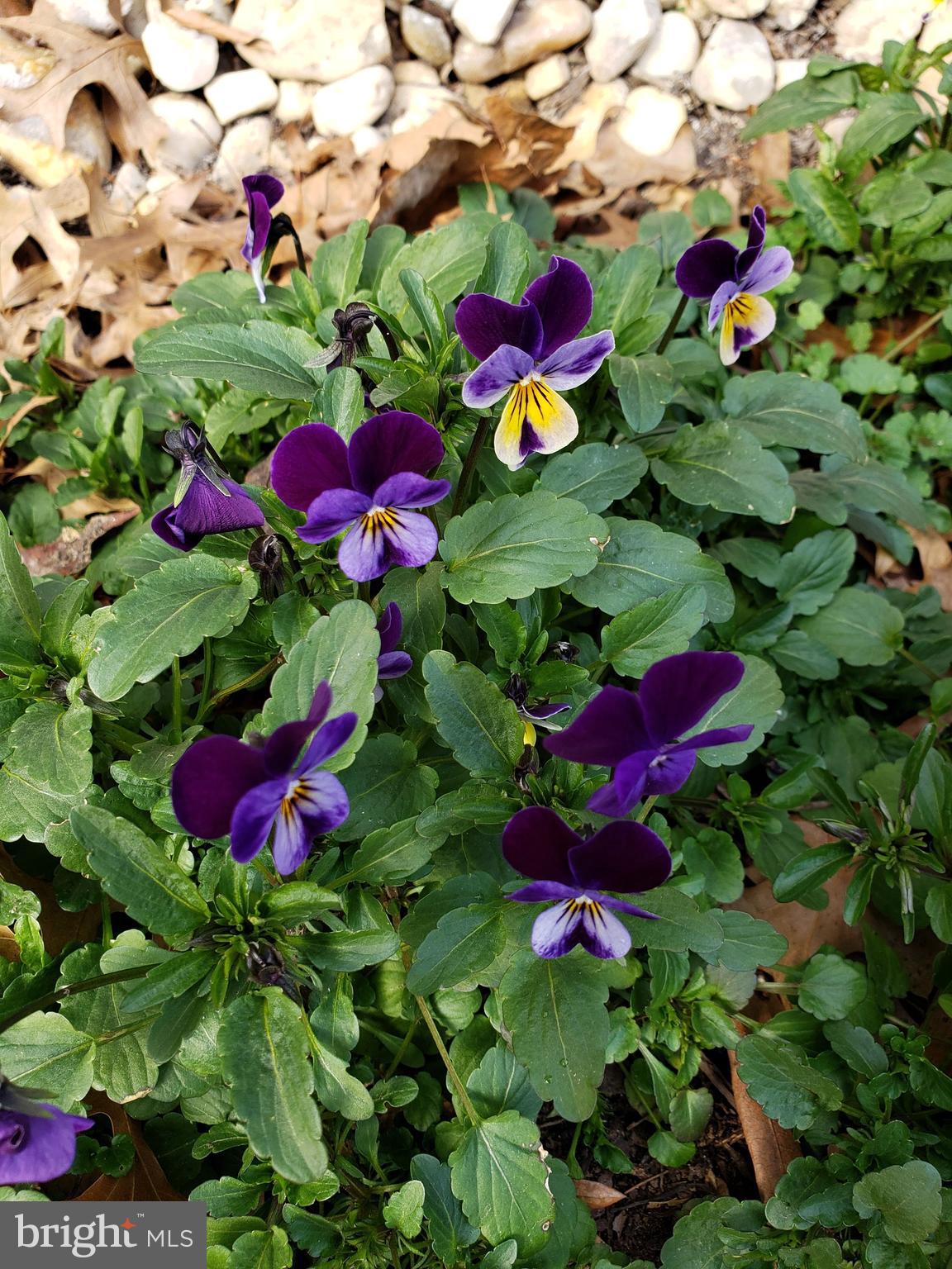 8708 Gateshead Road Alexandria, VA 22309 - Photo 41 of 52 Beautiful flowers and landscaping