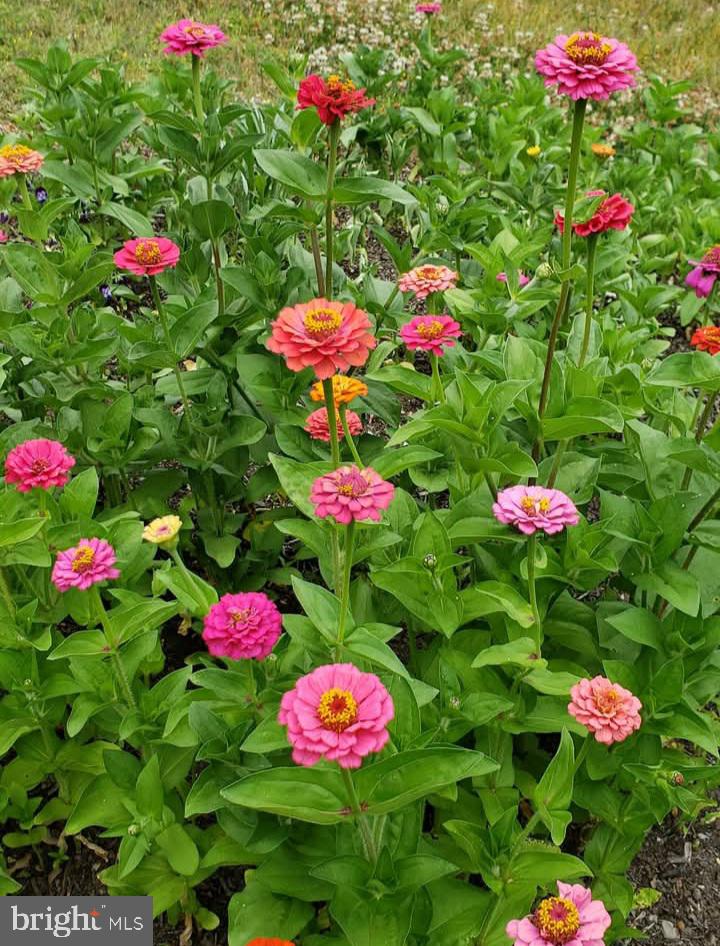 8708 Gateshead Road Alexandria, VA 22309 - Photo 47 of 52 Beautiful flowers and landscaping