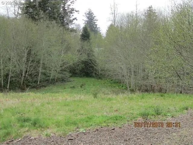 a view of a lush green forest