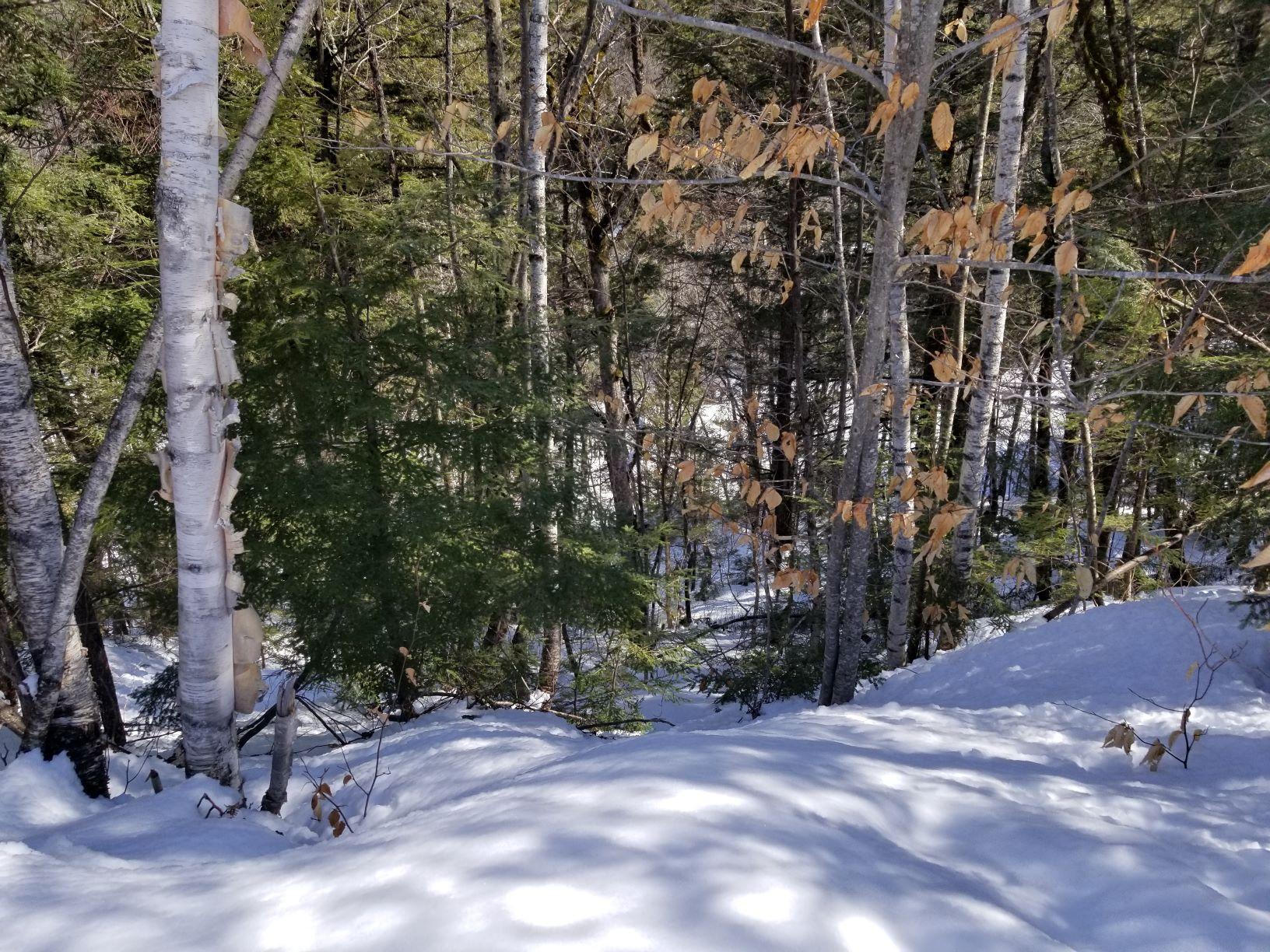 0 Rangeley Road Avon, ME 04966 - Photo 54 of 62 Steep bank to Mt Blue stream