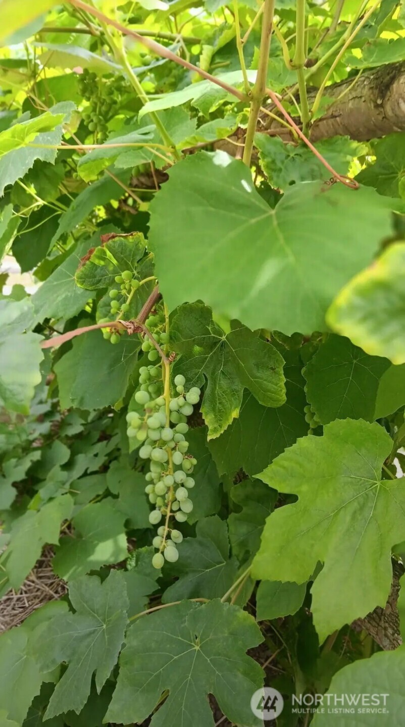 47367 State Rte 20 Concrete, WA 98237 - Photo 2 of 15