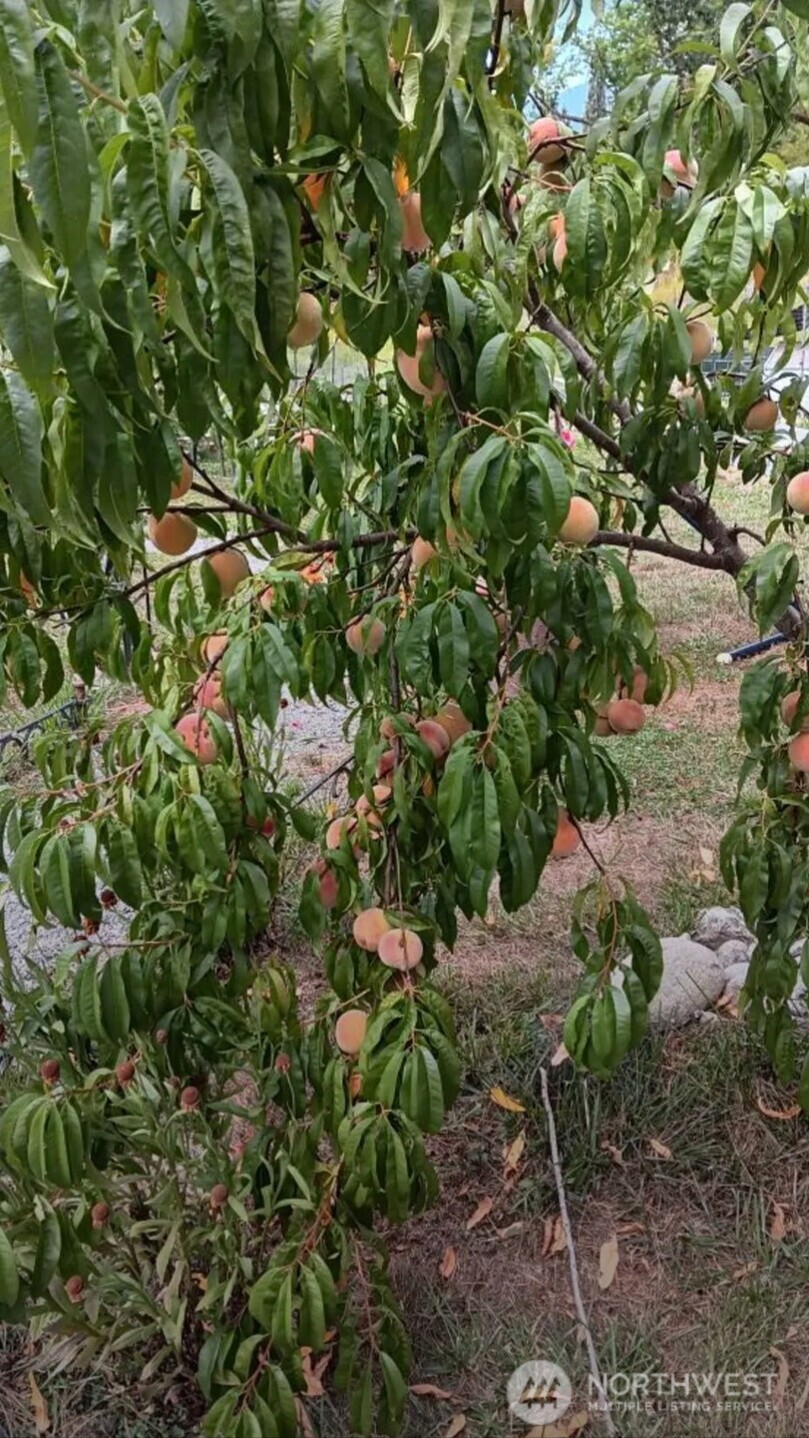 47367 State Rte 20 Concrete, WA 98237 - Photo 3 of 15 a backyard of a house with lots of trees