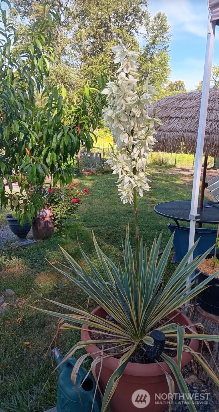47367 State Rte 20 Concrete, WA 98237 - Photo 4 of 15 a view of a backyard