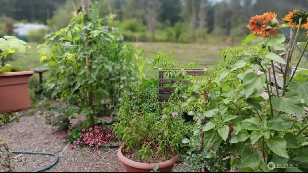 47367 State Rte 20 Concrete, WA 98237 - Photo 7 of 15 a view of a flower in a garden