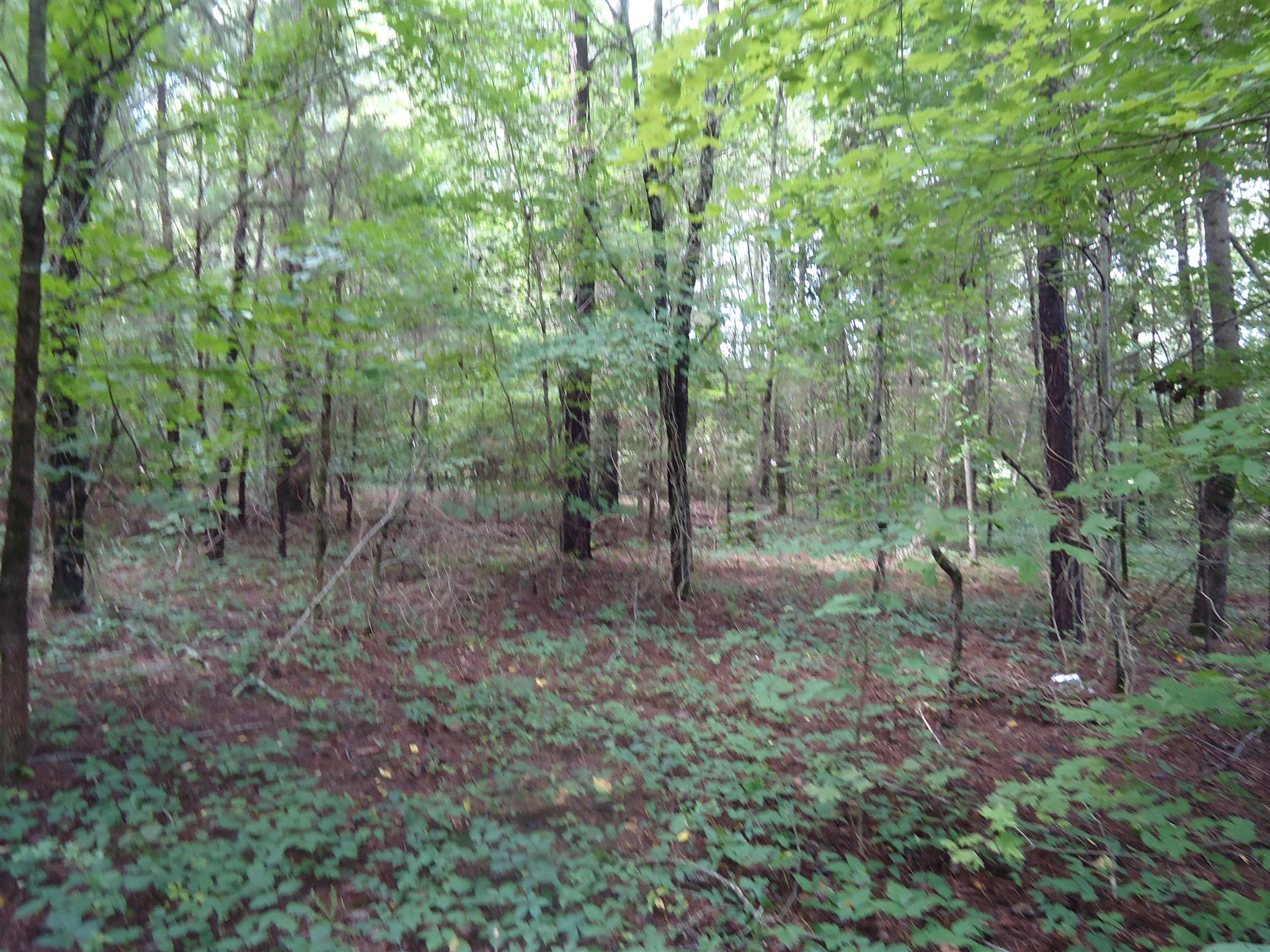 0 Jennings Chapel Road Toney, AL 35773 - Photo 2 of 6 a view of a forest that has large trees
