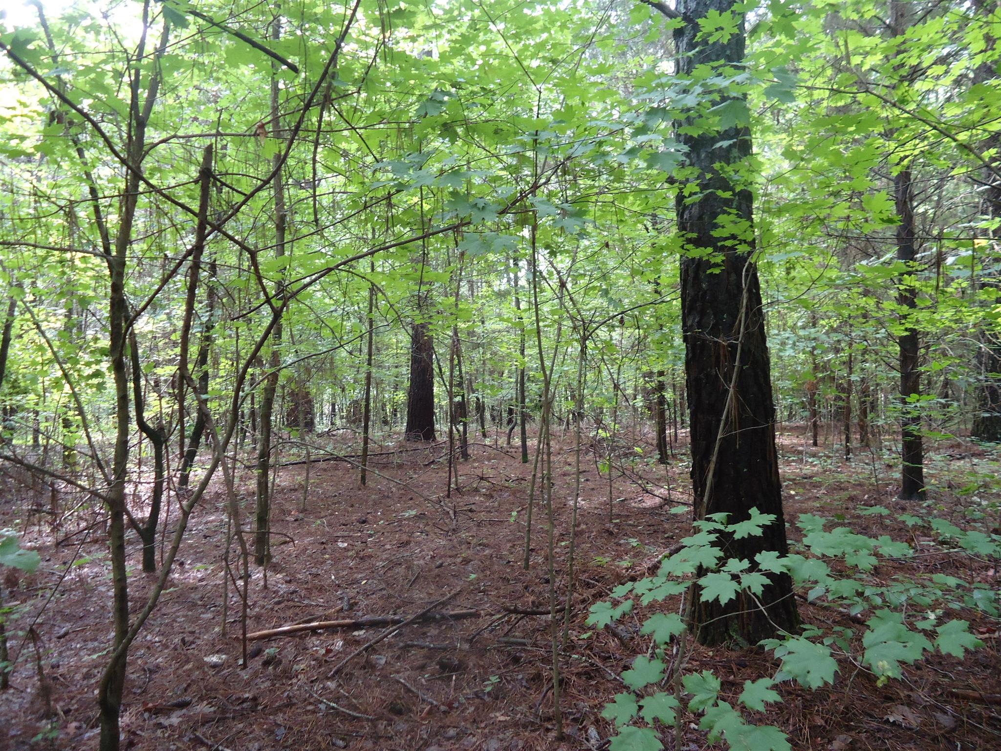 0 Jennings Chapel Road Toney, AL 35773 - Photo 3 of 6 a view of a backyard with trees
