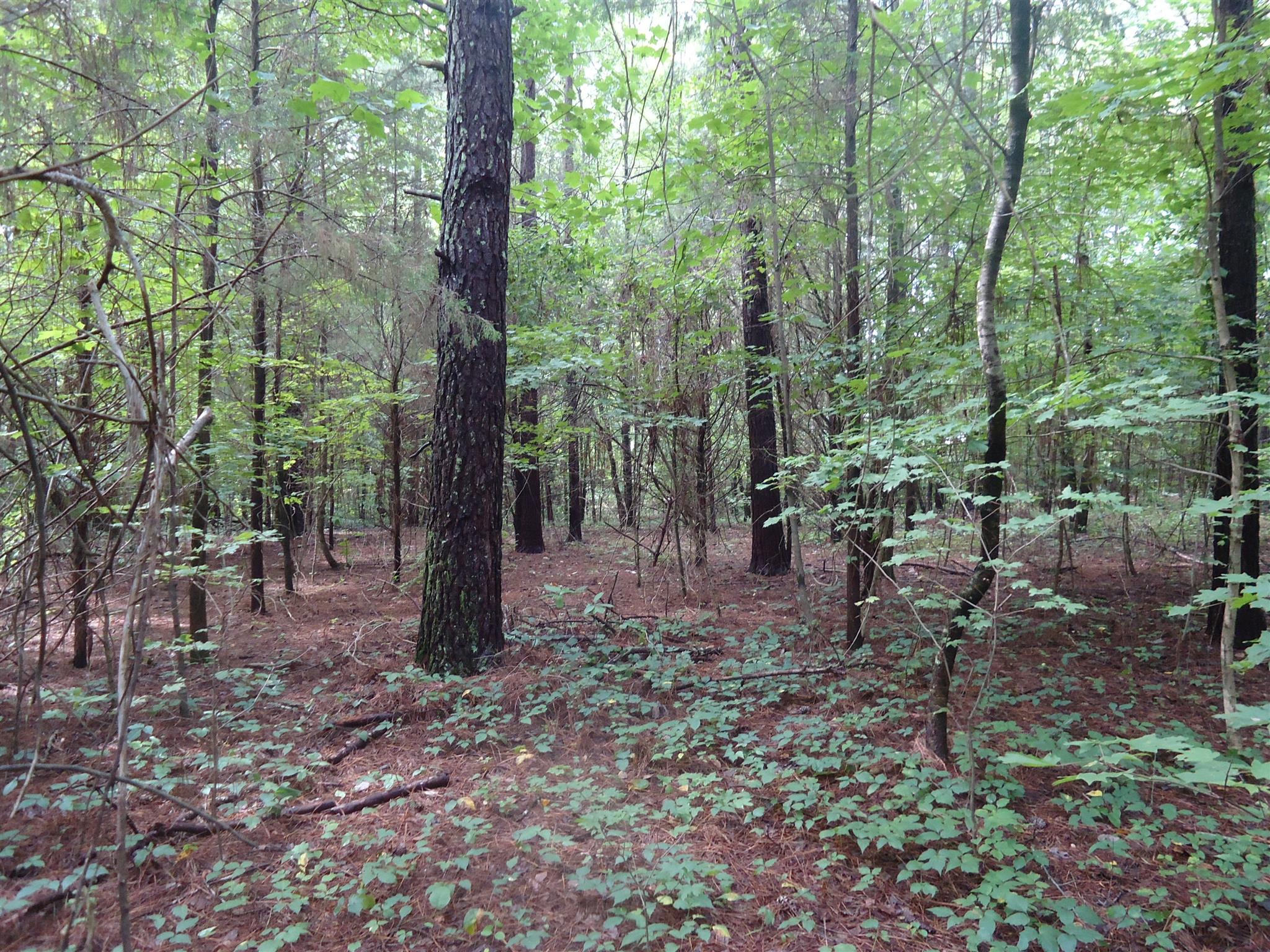 0 Jennings Chapel Road Toney, AL 35773 - Photo 4 of 6 a view of a forest filled with trees