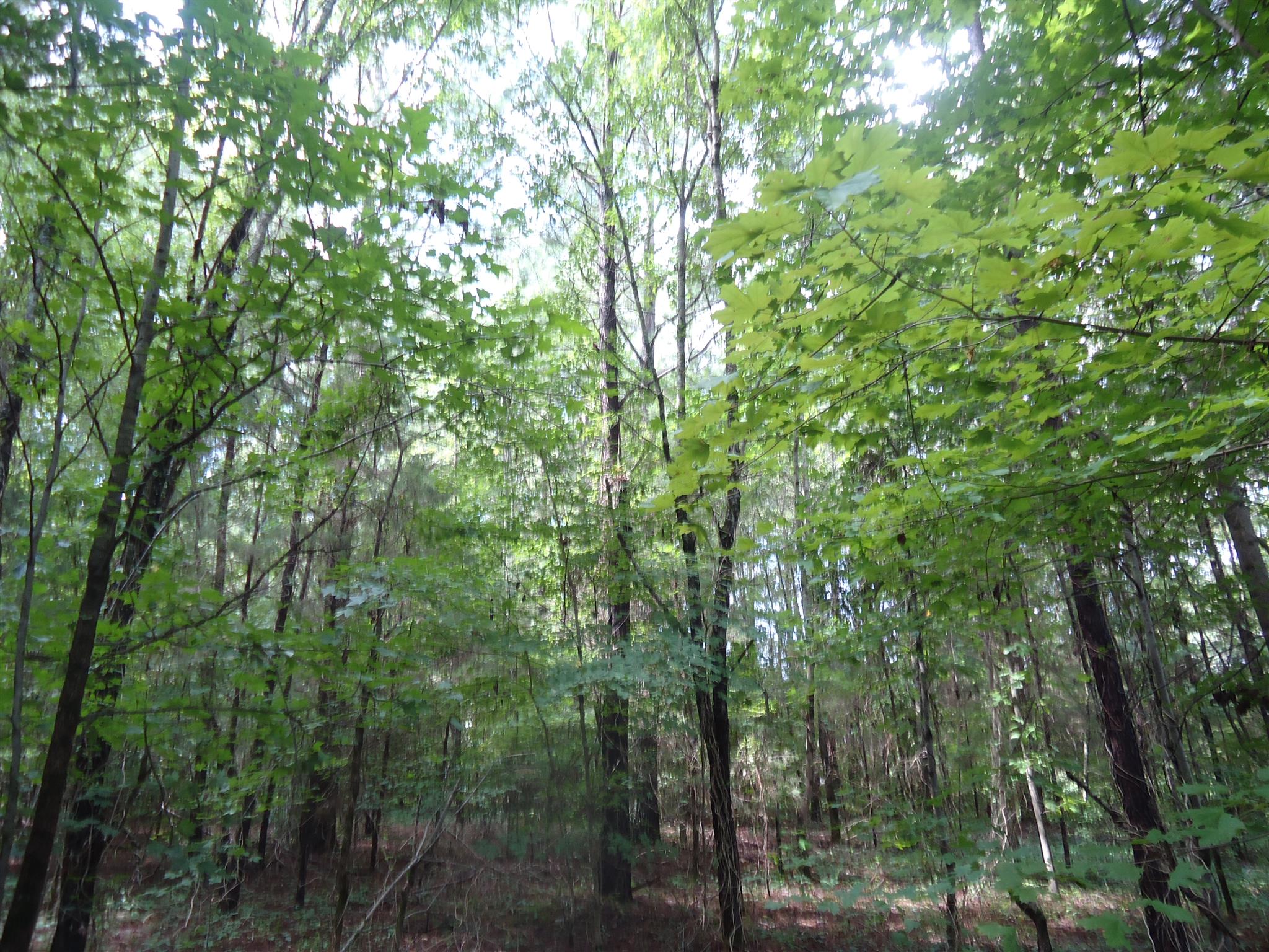 0 Jennings Chapel Road Toney, AL 35773 - Photo 5 of 6 a view of a forest with a tree