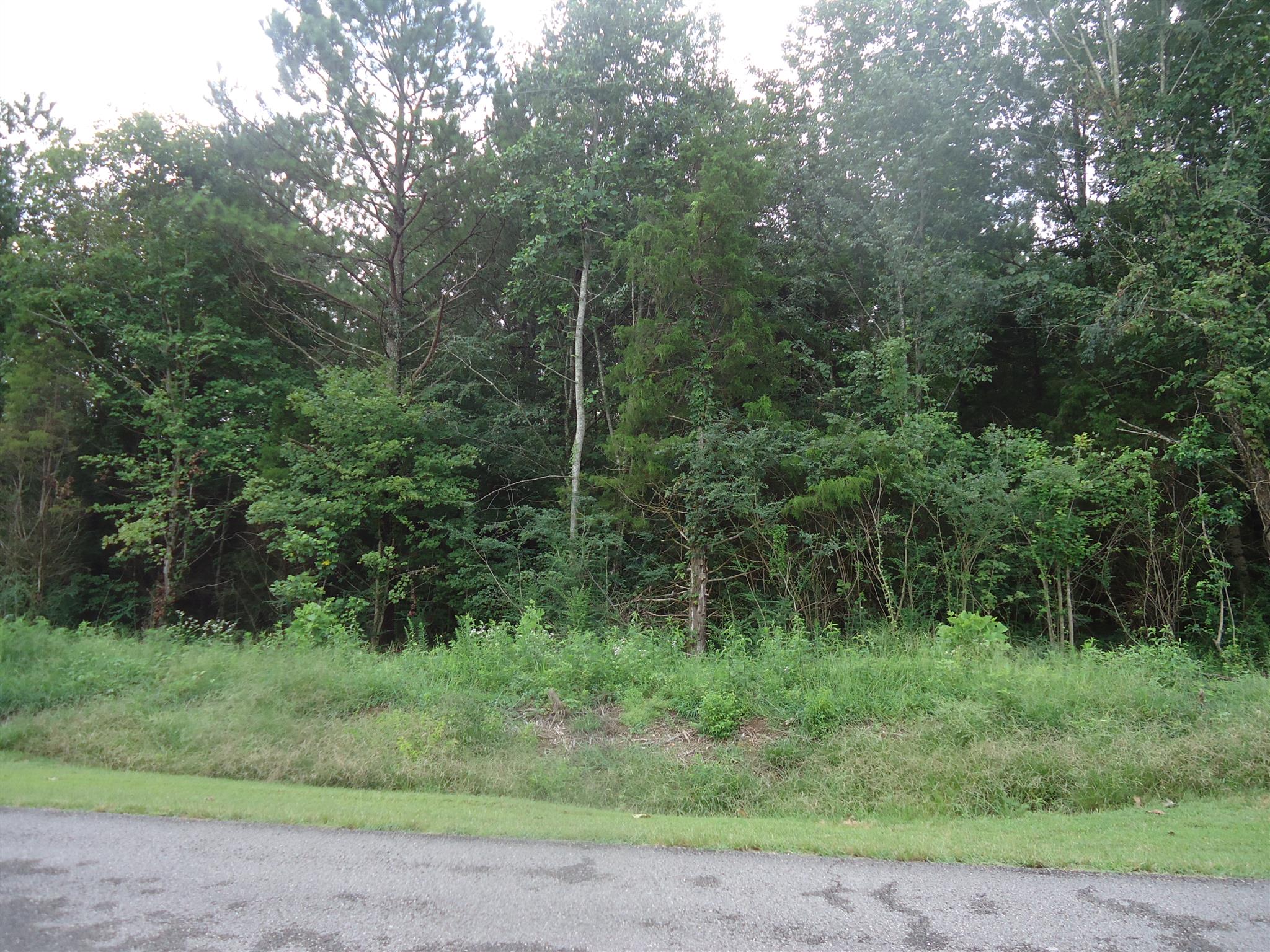 0 Jennings Chapel Road Toney, AL 35773 - Photo 6 of 6 a view of a forest