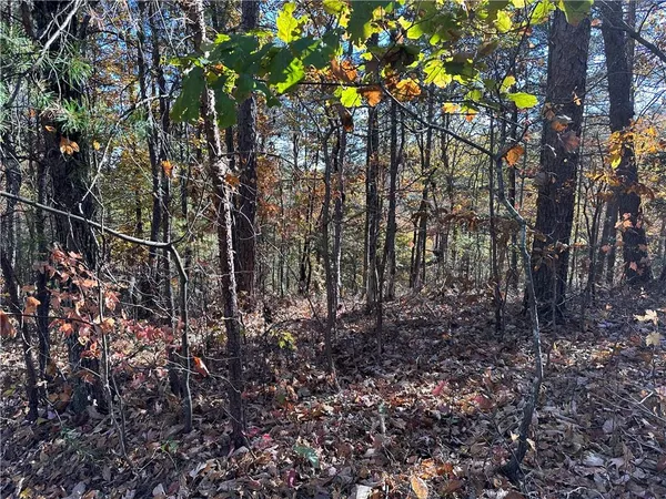 a view of a forest with trees