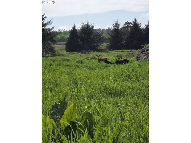 a view of a field with an ocean and trees in the background