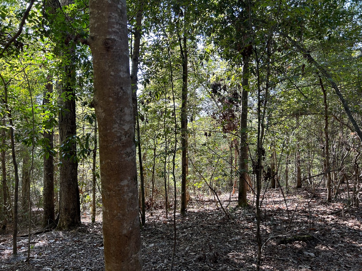 Tbd Lindsey Road Silsbee, TX 77656 - Photo 12 of 20