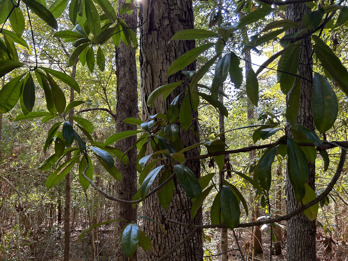 Tbd Lindsey Road Silsbee, TX 77656 - Photo 13 of 20
