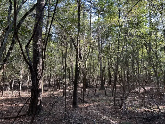 a view of outdoor space with lots of trees