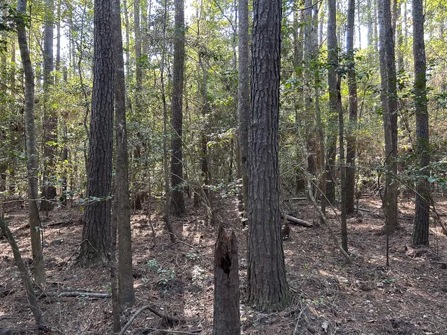a view of a forest that has large trees
