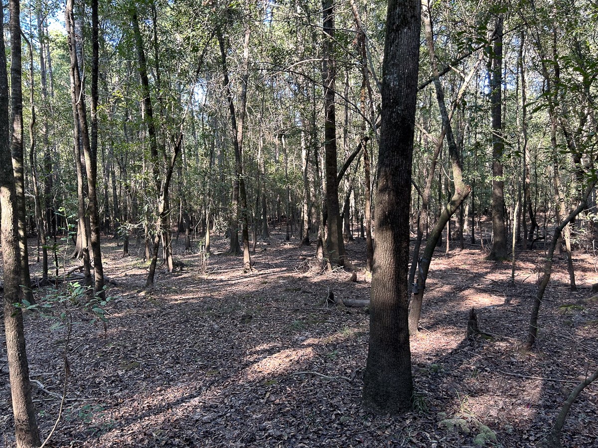 Tbd Lindsey Road Silsbee, TX 77656 - Photo 16 of 20