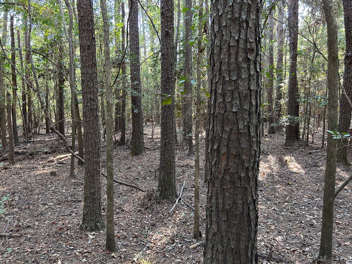 Tbd Lindsey Road Silsbee, TX 77656 - Photo 17 of 20