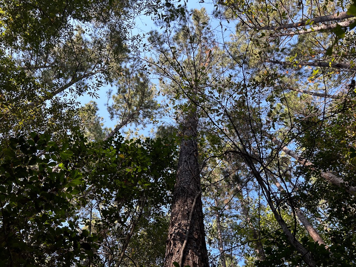 Tbd Lindsey Road Silsbee, TX 77656 - Photo 18 of 20