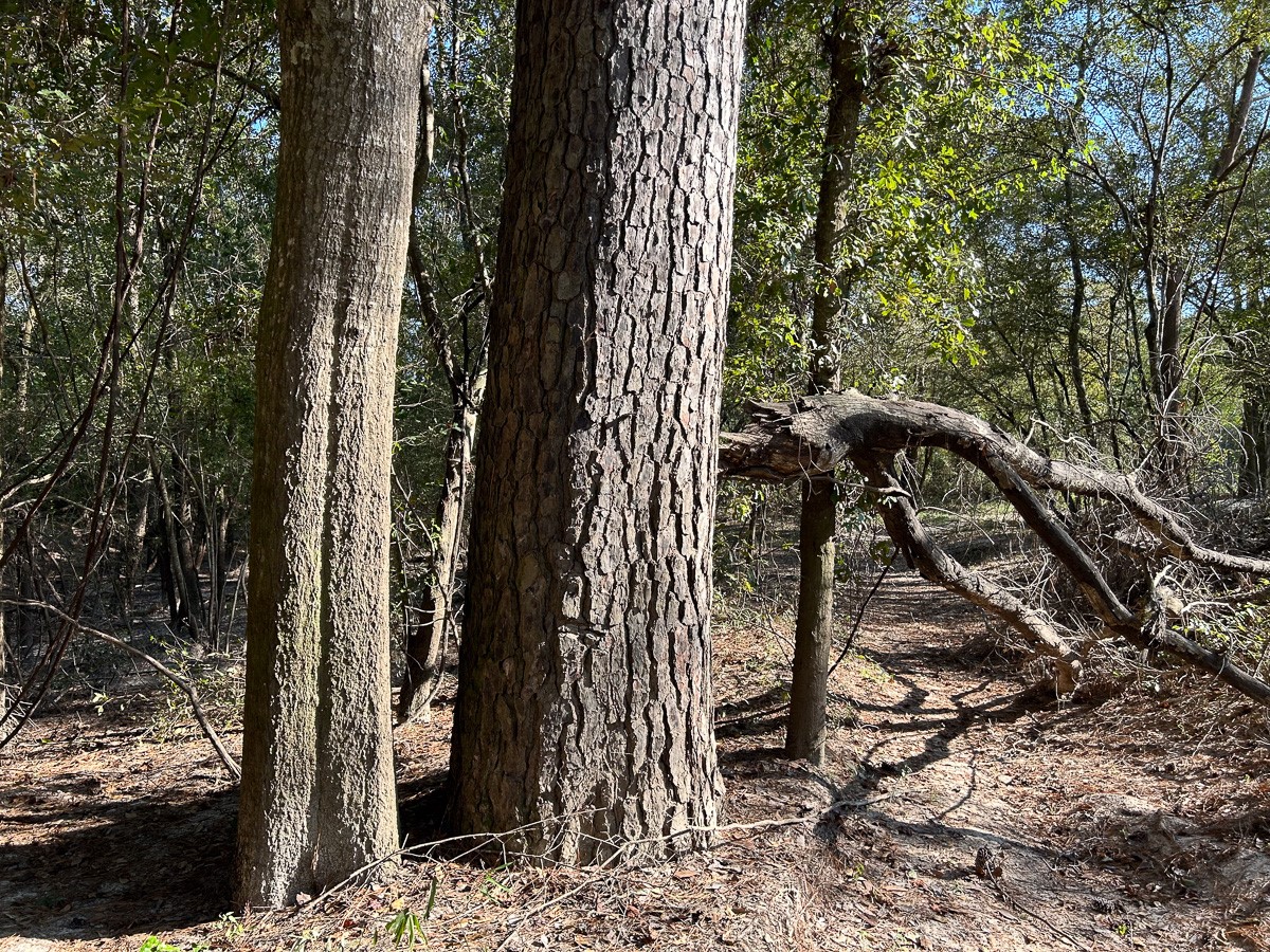 Tbd Lindsey Road Silsbee, TX 77656 - Photo 20 of 20