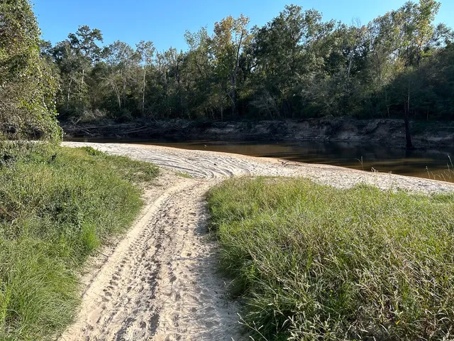a view of a yard with large trees