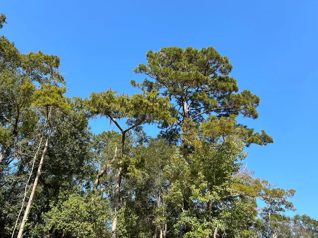 a view of a tree in a yard