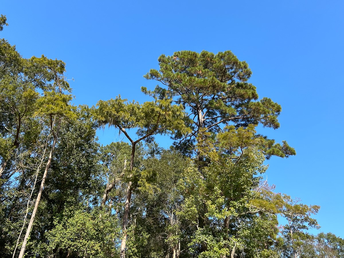 Tbd Lindsey Road Silsbee, TX 77656 - Photo 9 of 20