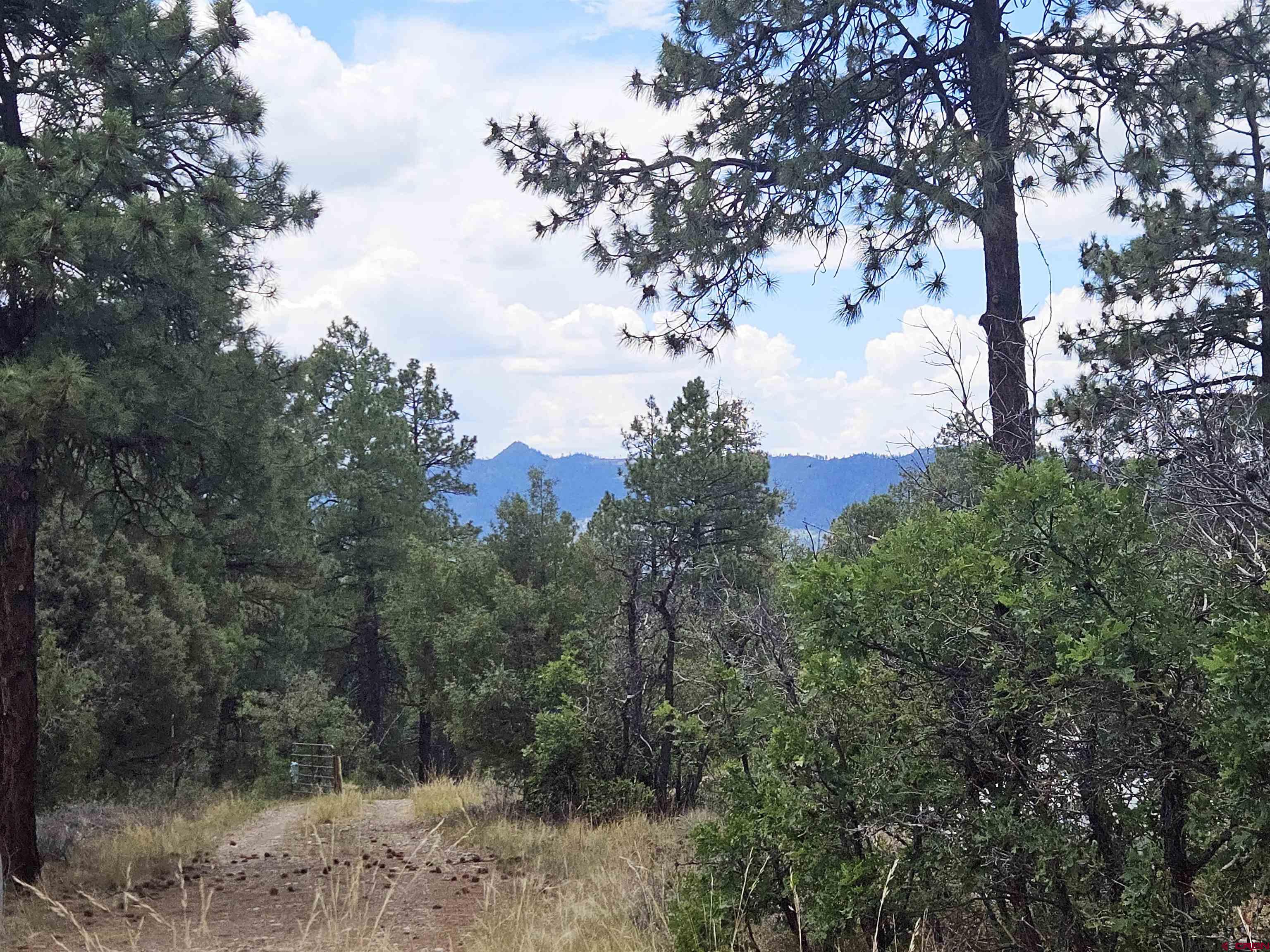543 Justin's Road Pagosa Springs, CO 81147 - Photo 2 of 41 a view of a bunch of trees in a forest