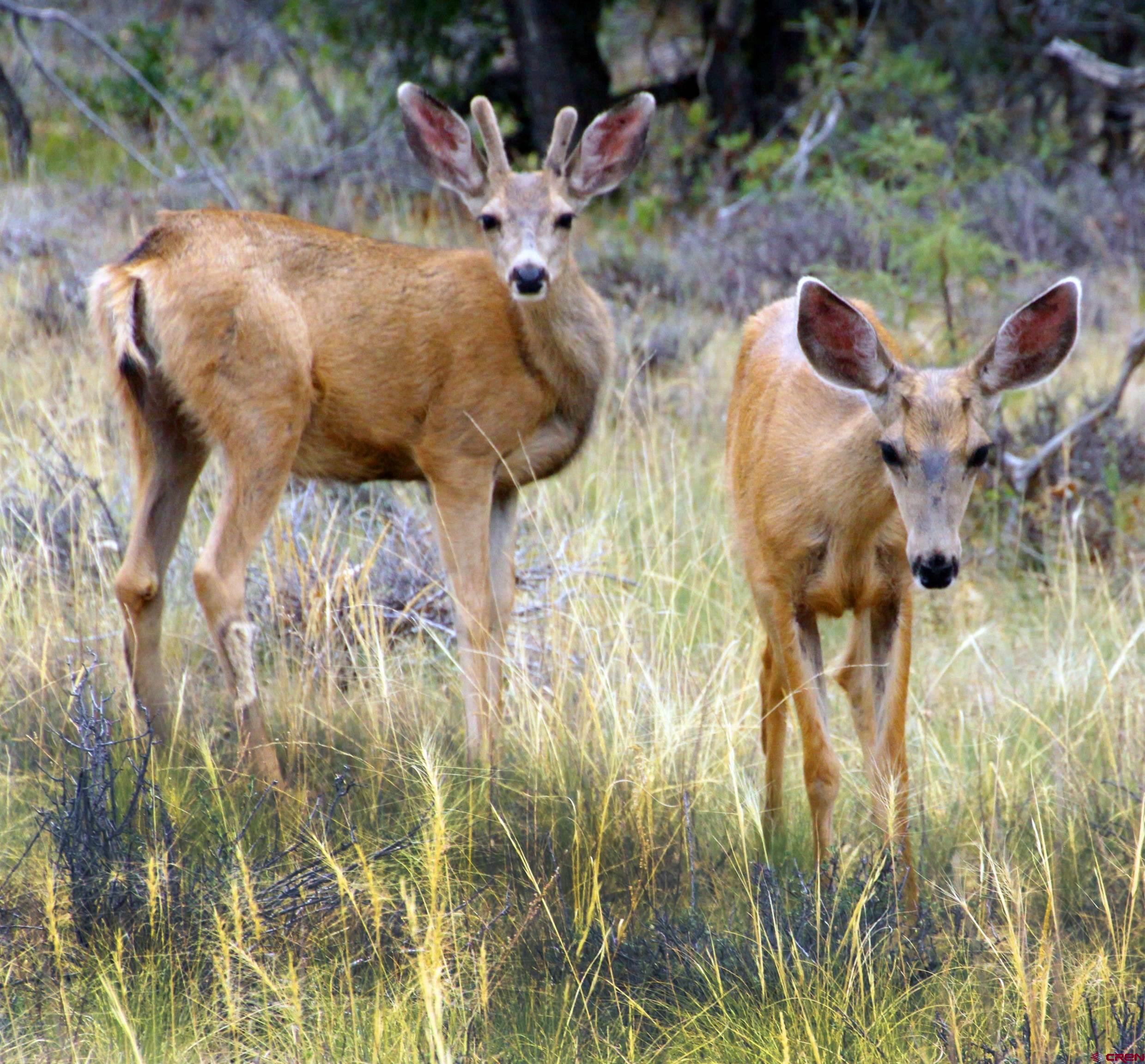543 Justin's Road Pagosa Springs, CO 81147 - Photo 28 of 41 a view of an outdoor space and a fountain
