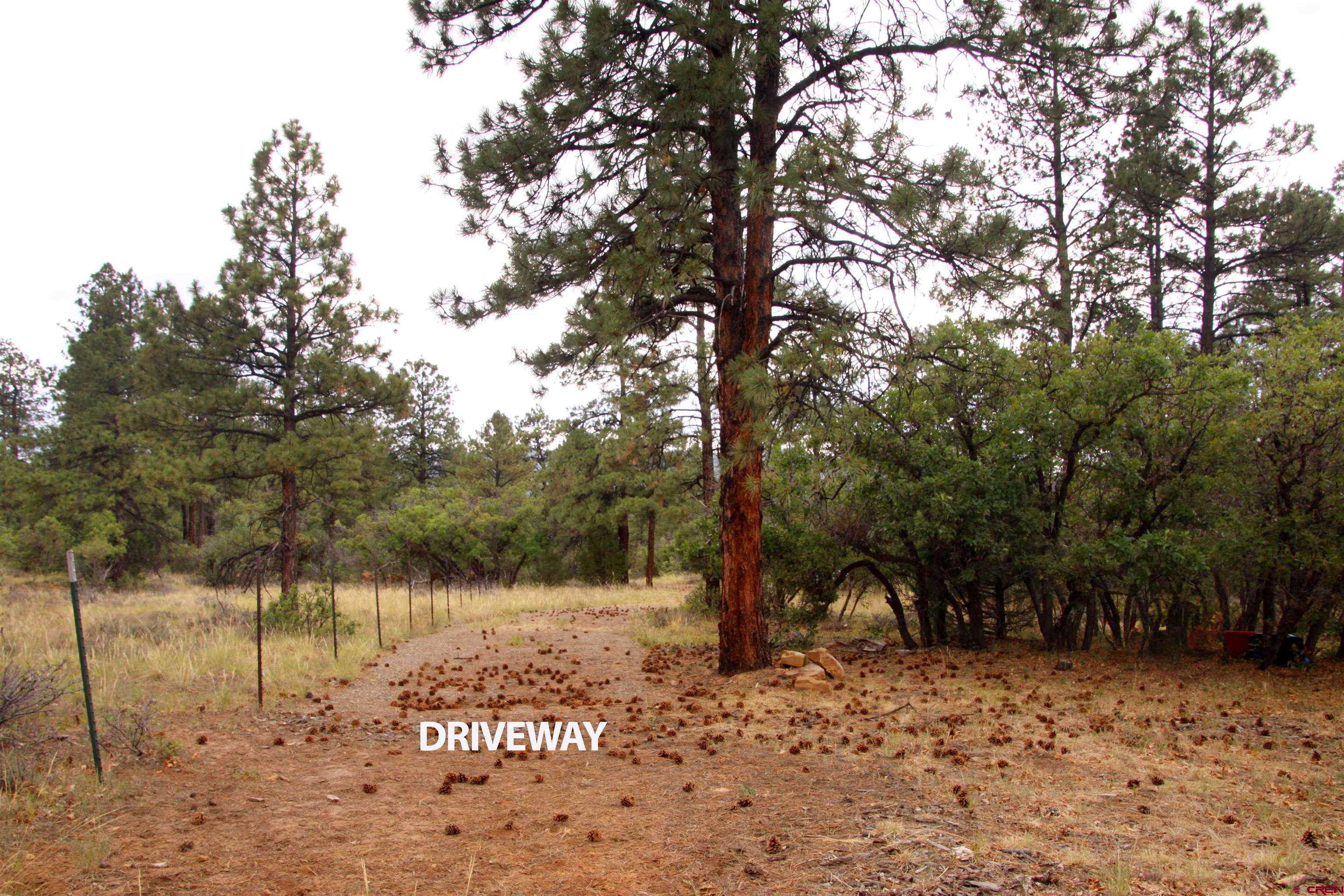 543 Justin's Road Pagosa Springs, CO 81147 - Photo 31 of 41 a view of a forest filled with trees